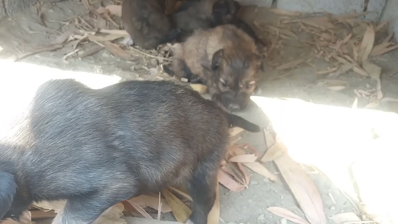 These Babies Are Learning About Their Environment | Shampy Life 🐾