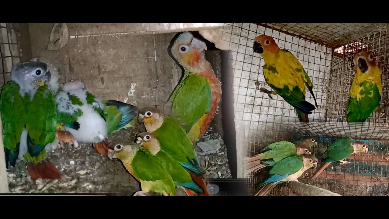 All conure birds progress of Manas da Birds farm (Kolkata Lovebirds) Part-2