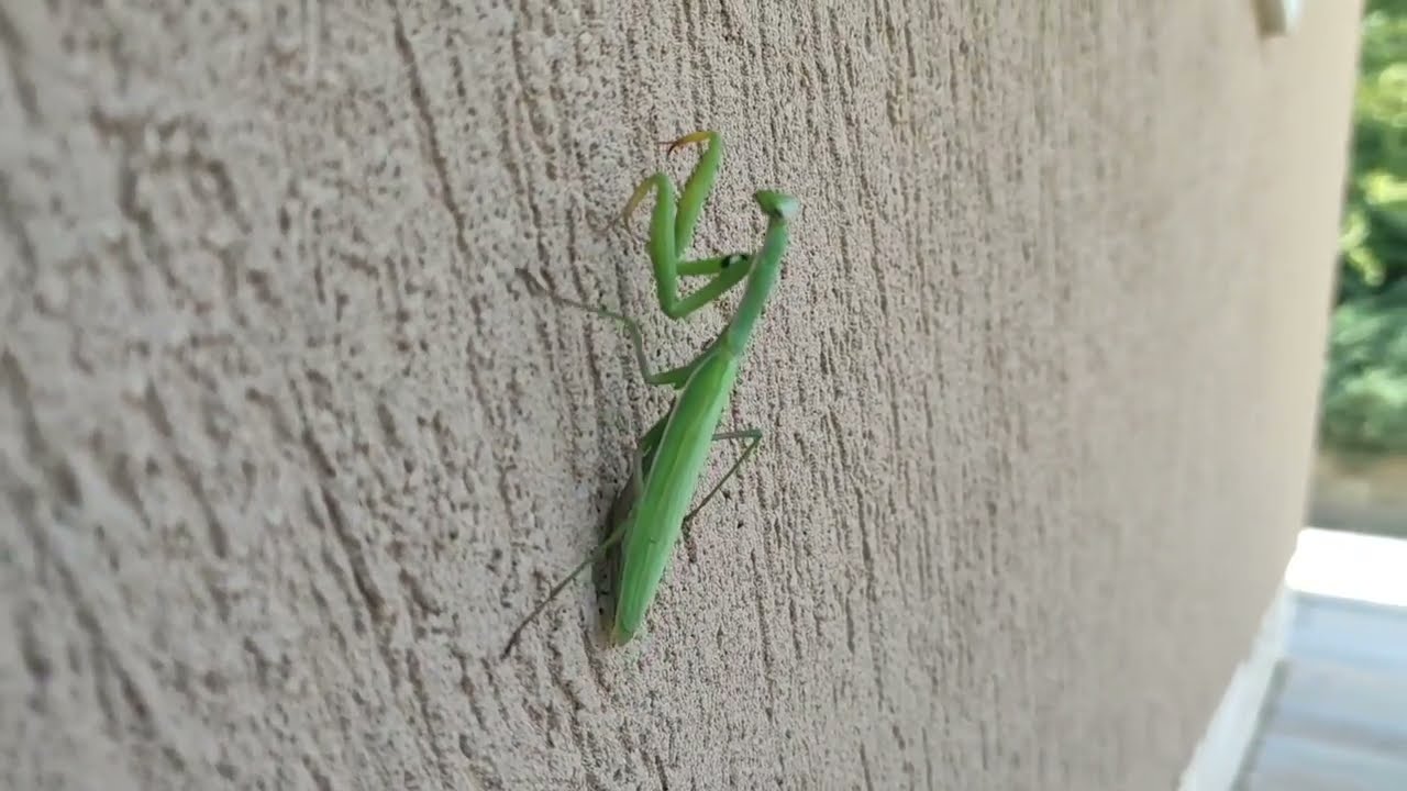 Mantis / Богомол