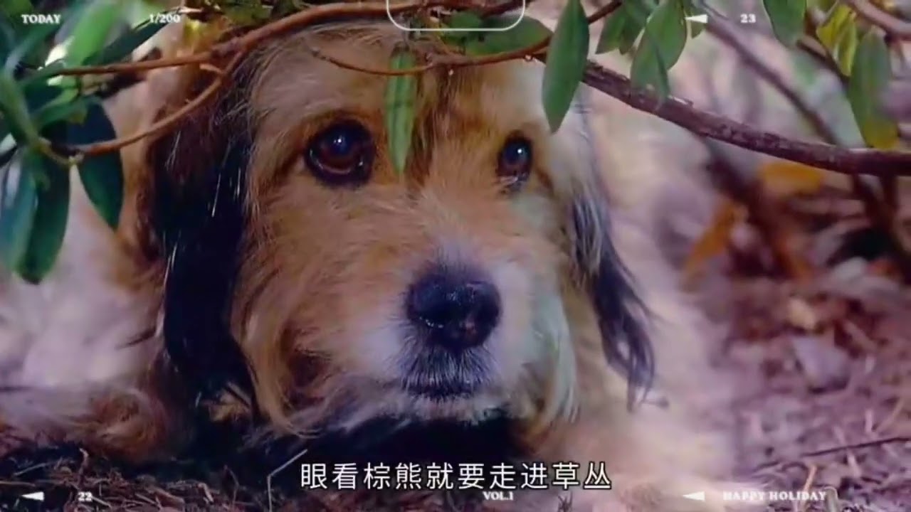 benji the hunted 1987 (PART-2)