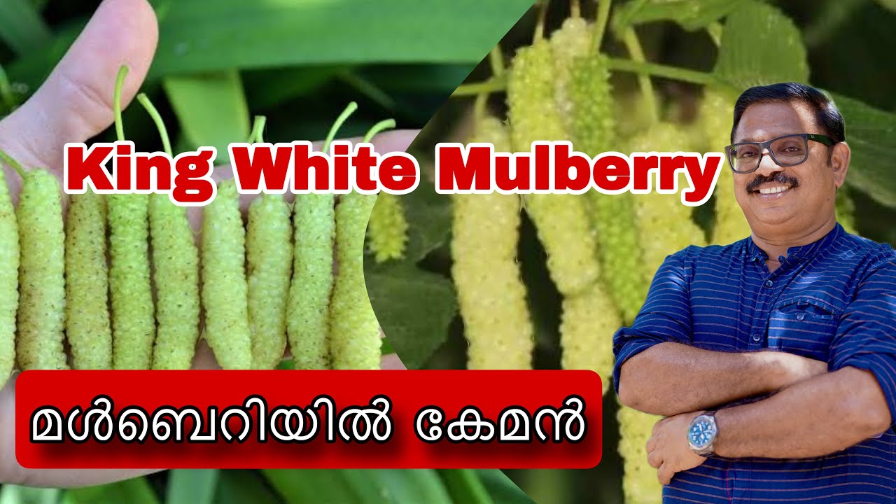Лучшая шелковица в мире — это KING WHITE MULBERRY.