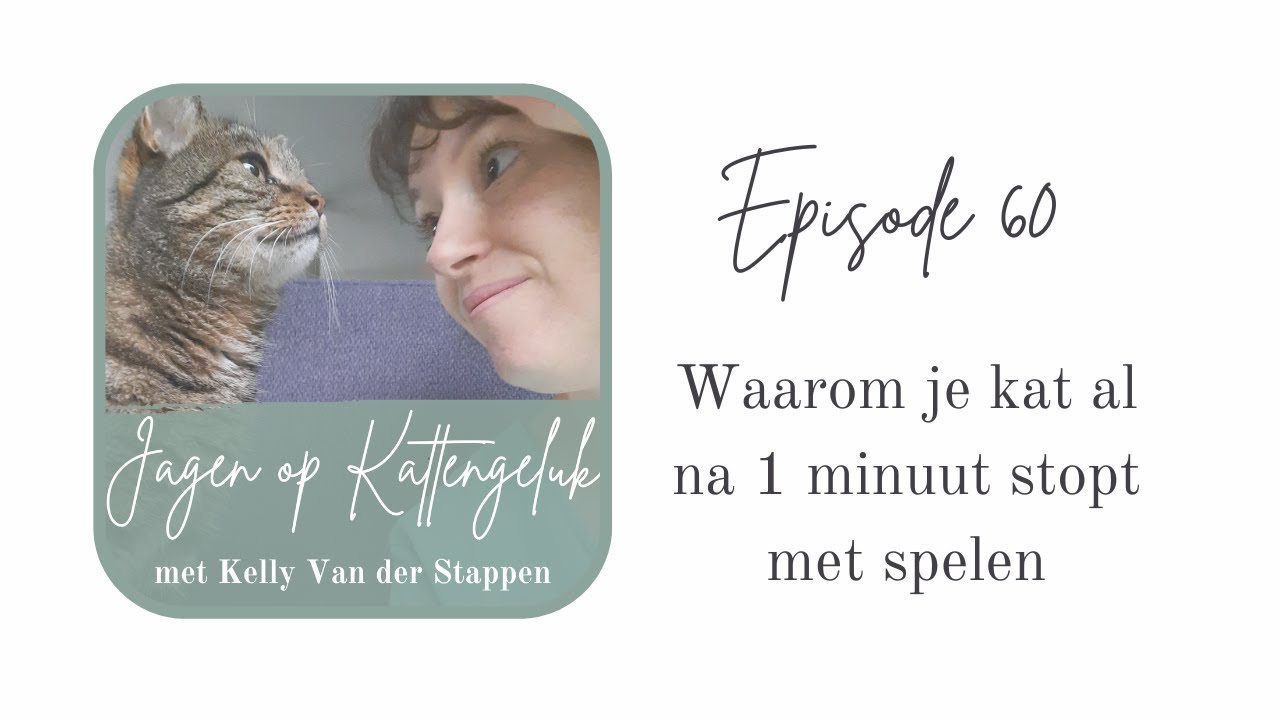 Waarom je kat al na 1 minuut stopt met spelen #60