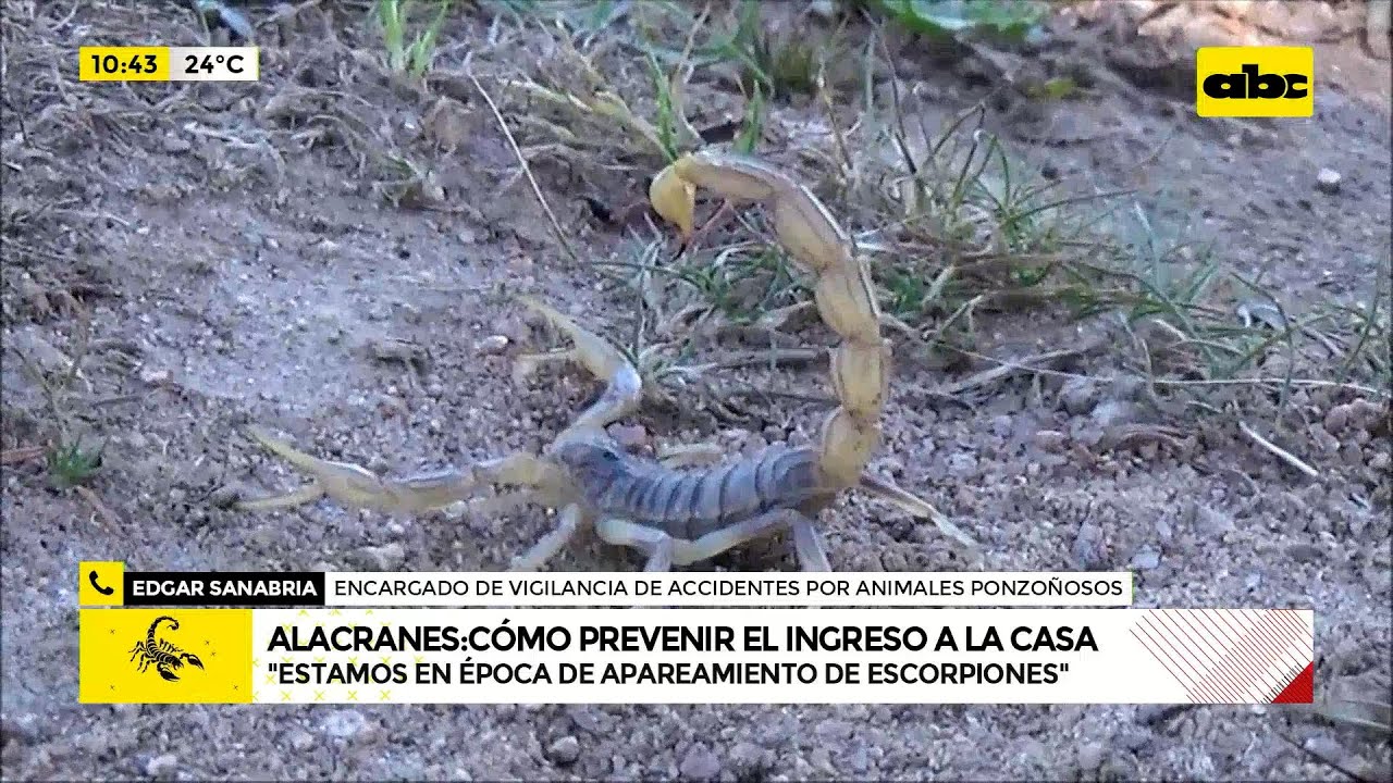 Alacranes: cómo prevenir el ingreso a la casa