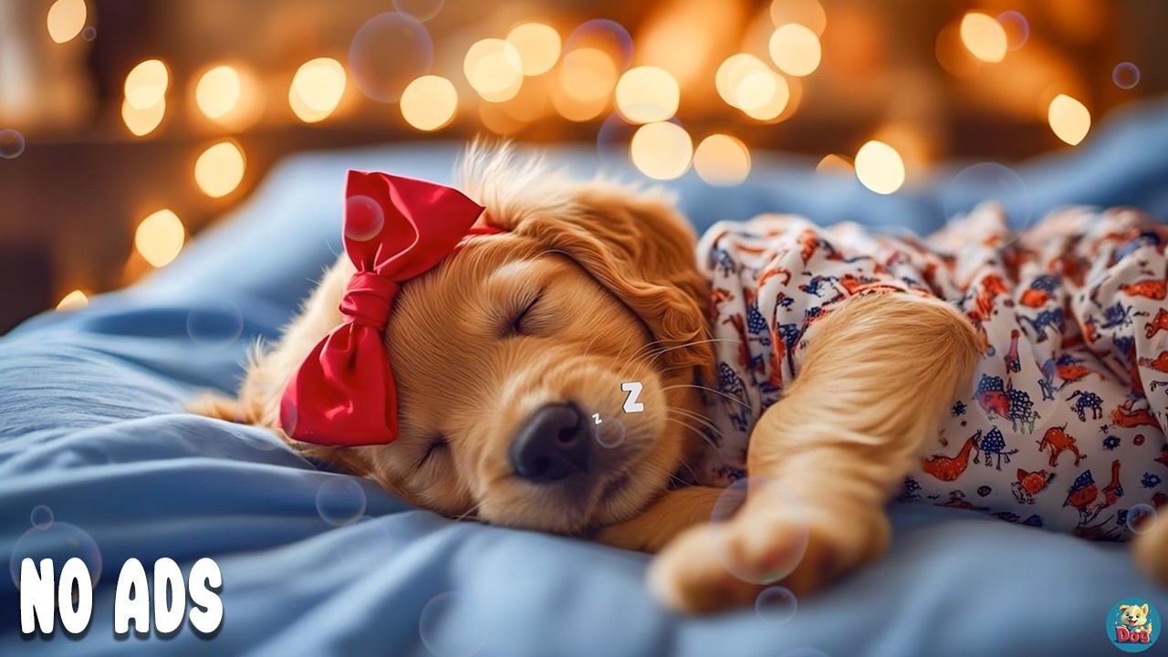 12 Часов ТВ Музыка для Собак 🐶 Спокойствие и Снятие Тревоги Дома 💖Глубокий Сон для Собак🎵Без Рекламы