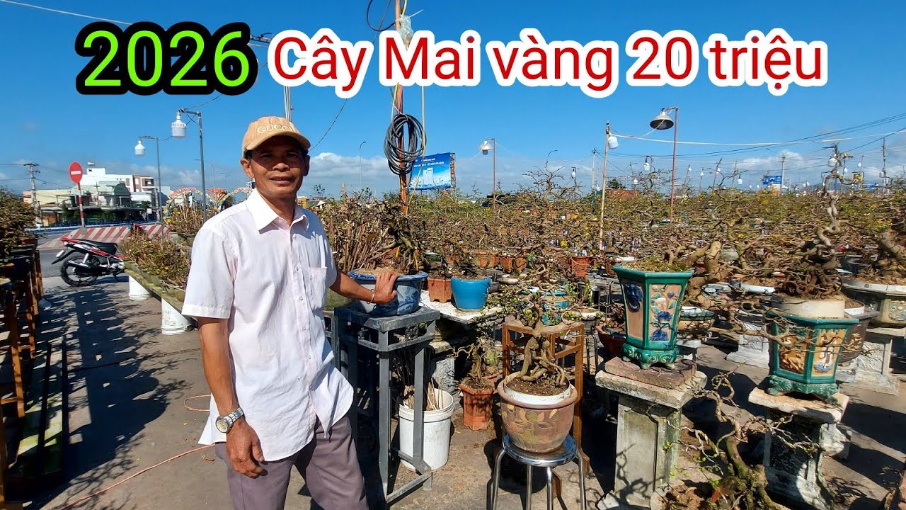 Mai vàng An Nhơn, Chú Bình báo giá 20 triệu LH:0388390489