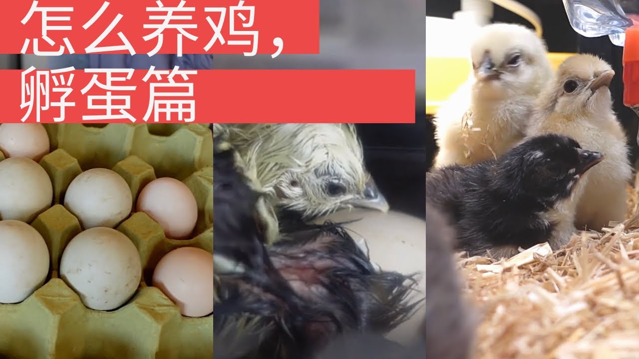 怎么养鸡，用人工孵蛋器孵小鸡全过程，小鸡出壳全过程，孵蛋所需全部设备，什么是电子母鸡？