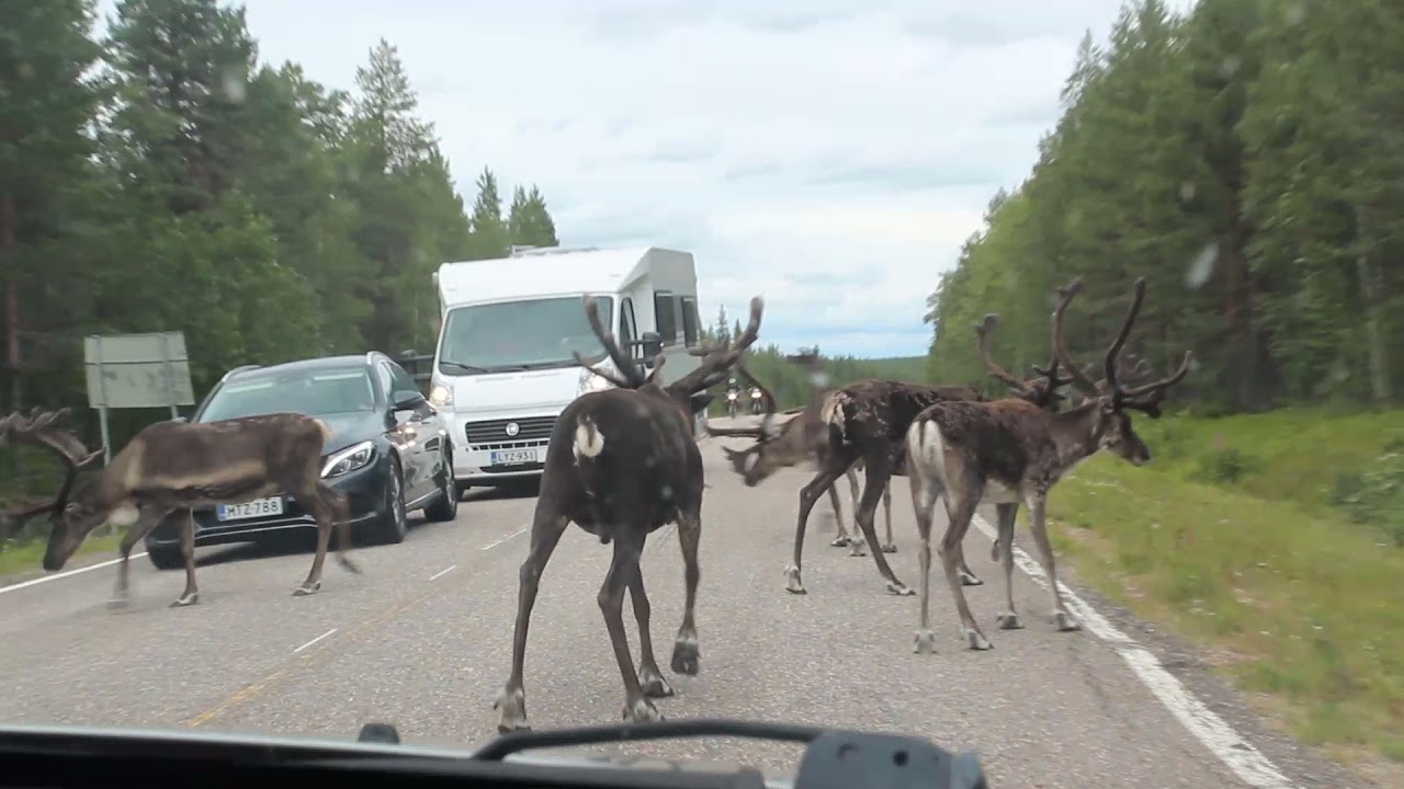 A Normal Summer in Lapland