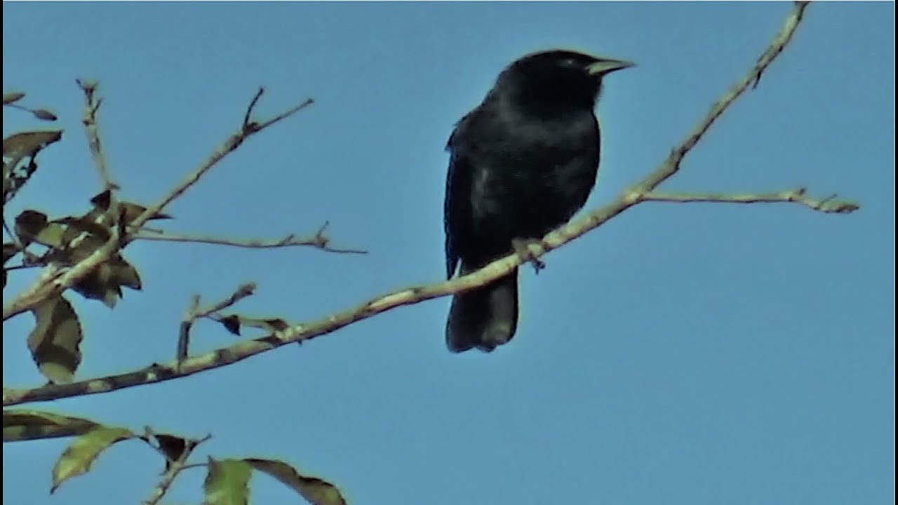 Fêmea de pássaro preto piando e chamando ótimo para esquentar seus pássaros preto