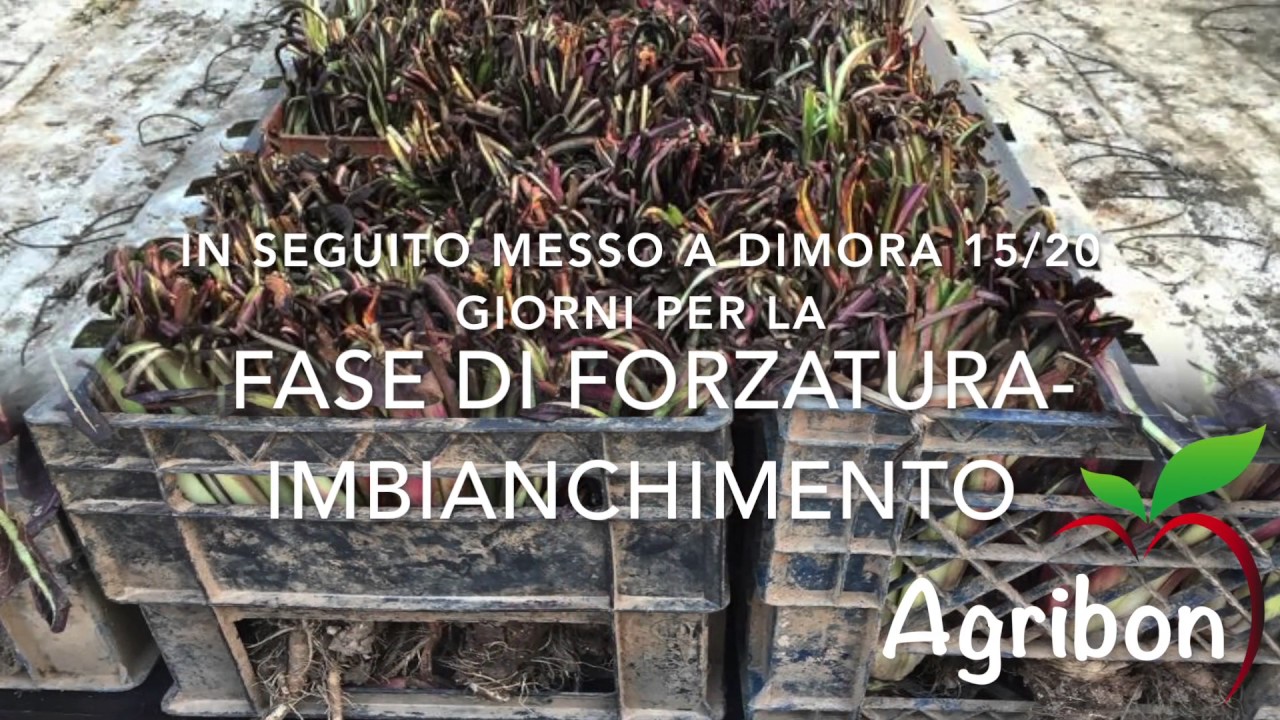 AGRIBON lavorazione radicchio rosso tardivo