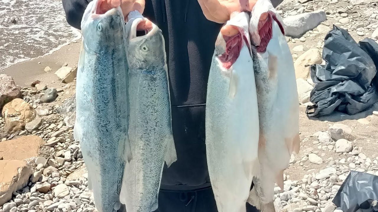 Aksiyon Dolu Sabah Suyu. 22 Mayıs 2025 Sinop Gerze Somon Avı
