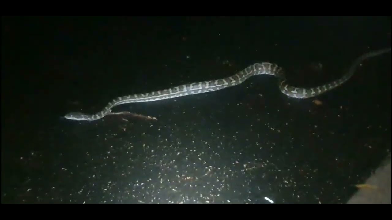 Coastal Carpet Python encounter, part 3 of 3...