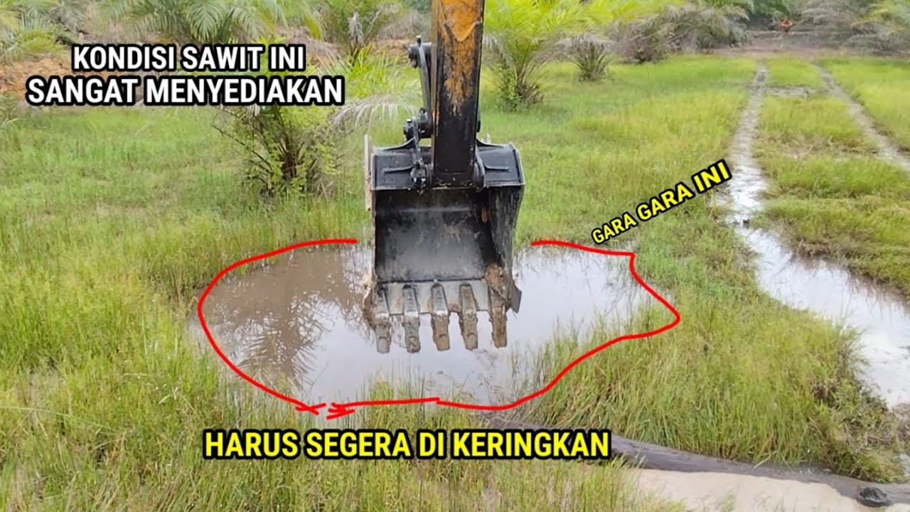 Setelah di buat kan parit dan tapak timbun akhirnya sawit bisa bernapas legah