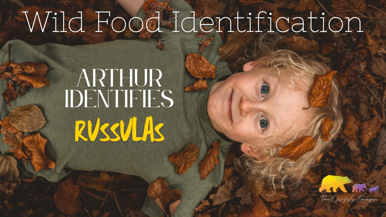 Identifying edible Russulas with Arthur! 🧒🏼