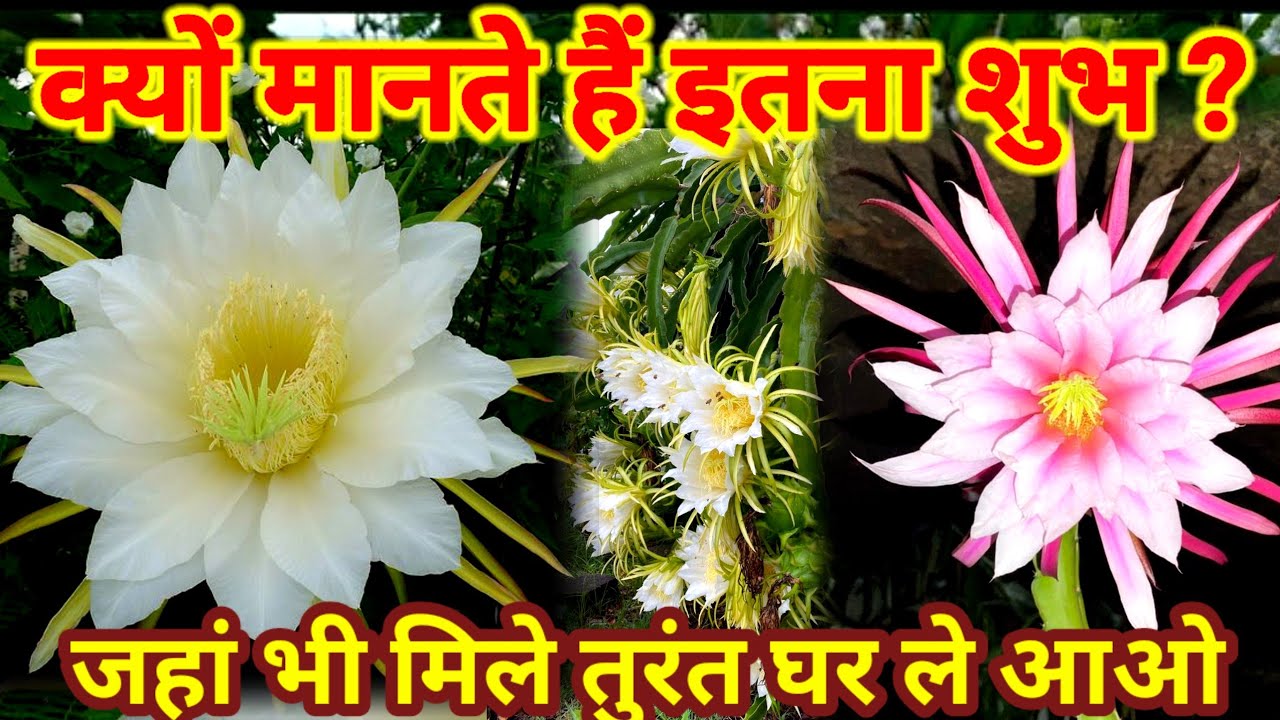 Dragon Fruit Flower – Kamalam ka Khubsurat Safar | Rare Blooming Documentary | Scientific Facts