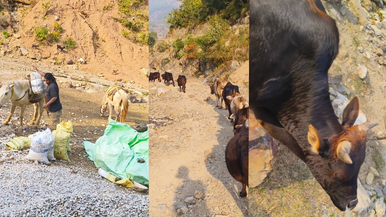 bulls ko lene ke liye main jungle ki taraf Nikal Gaya