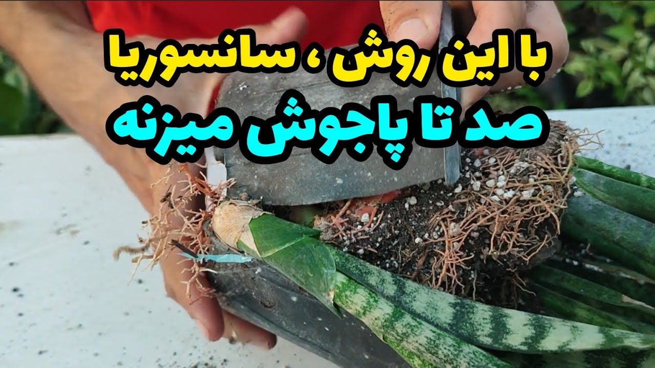 پرپاجوش شدن سانسوریا ، یکبار برای همیشه