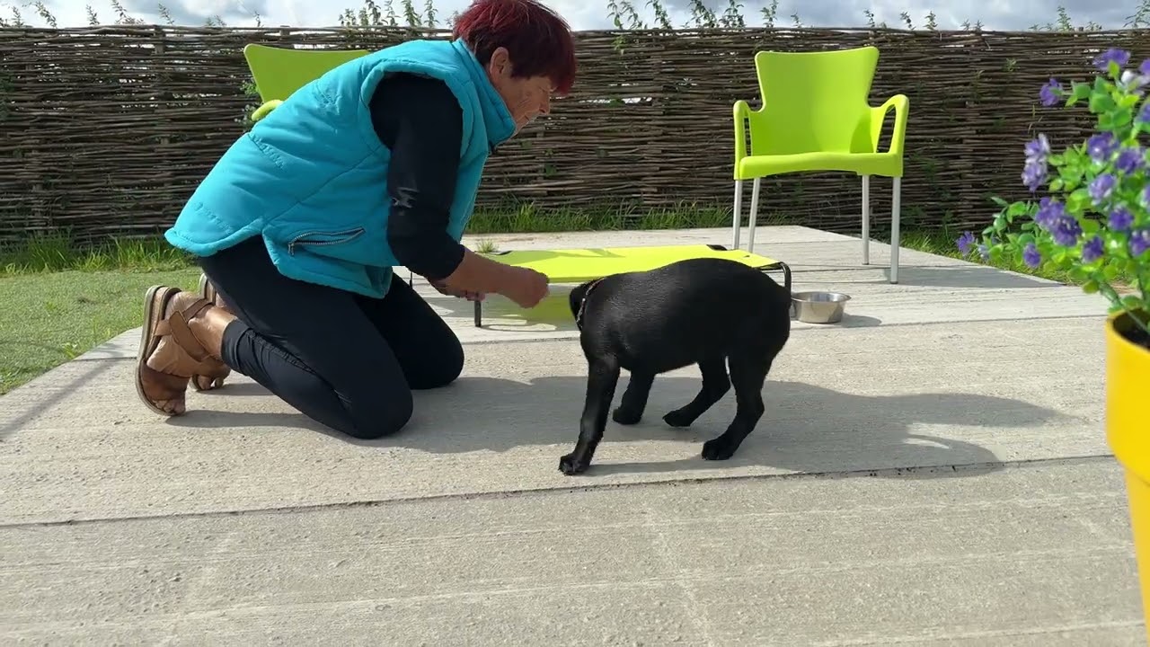114 Hoe daag ik mijn hond uit om naar een geur te speuren?