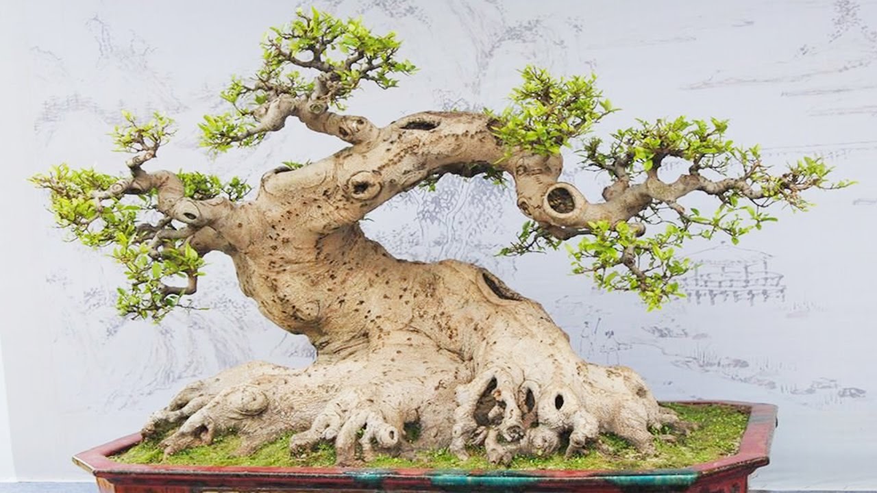 Bonsai Việt - Bộ sưu tập Bonsai quái
