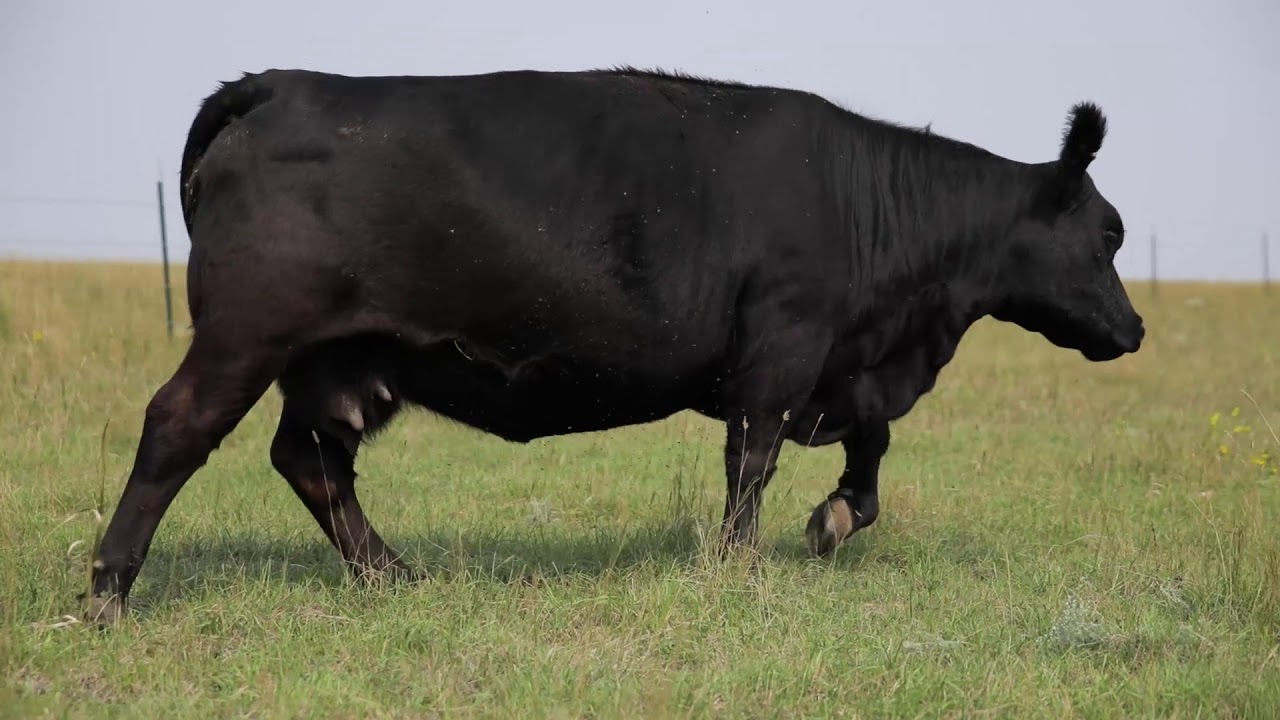 How to Find Cows to Fit Your Environment - Dr. David Lalman, Oklahoma State University