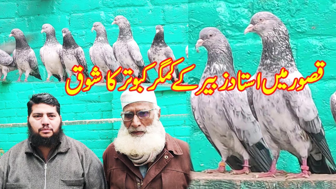 ustad zubair ke kamagar kabootaro ka shoq 🤩🤩