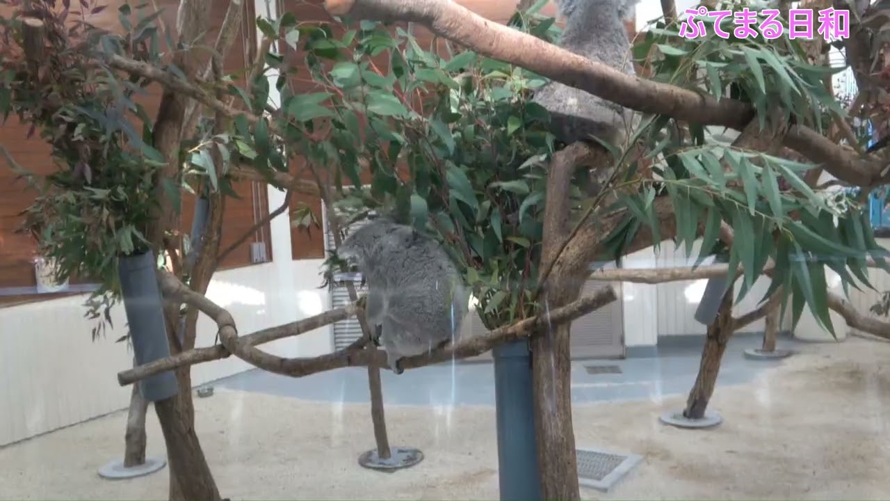 さちちゃんの日常風景20260125