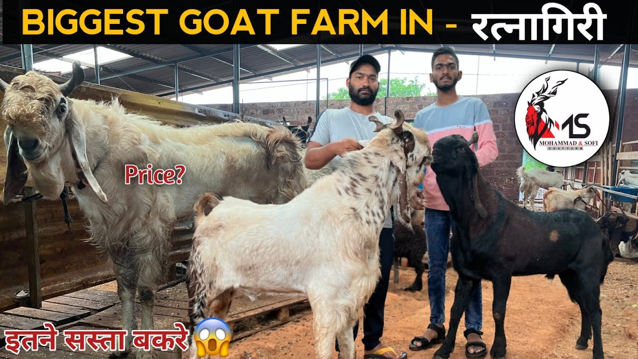 Mohammad & Sofi Goat Farm |  कुर्बानी के लिए अच्छे और सस्ते बकरे😍 | Ratnagiri Biggest Goat Farm