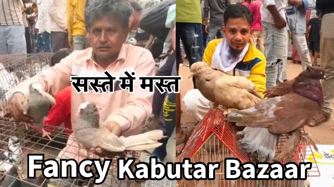 Ahmedabad Rewari Kabutar Market 2025 | Fancy Pigeon Market Price 2025 | Riverfront Bird Market
