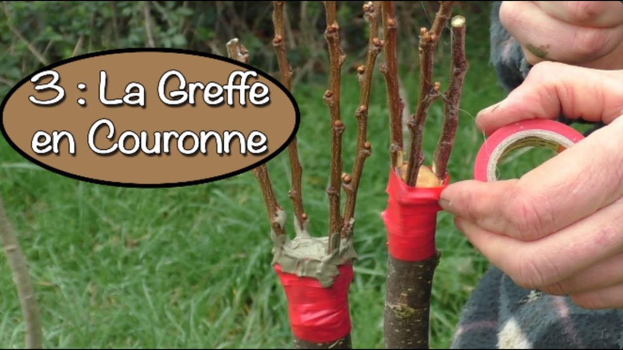 La Greffe en Couronne, avec Grégory Faupin