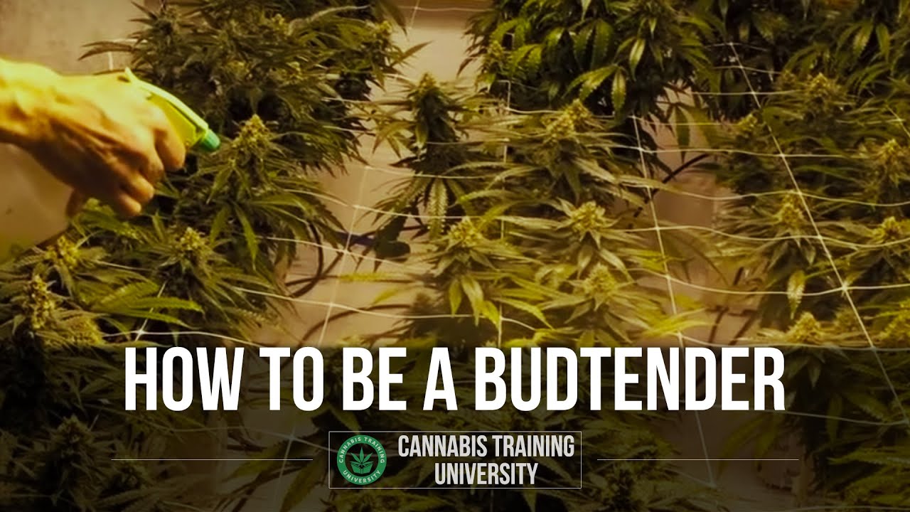 How to be a BudTender in a Dispensary. Best budtender certification for budtender jobs.