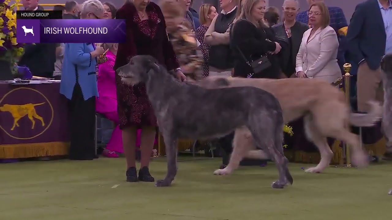 Irish Wolfhounds | Breed Judging 2026