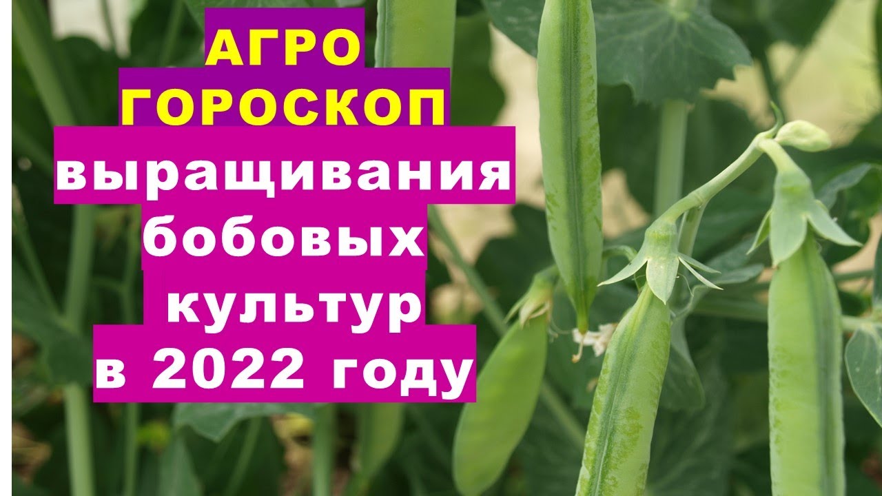 Агрогороскоп выращивания горошка, фасоли, овощных бобов в 2022 году