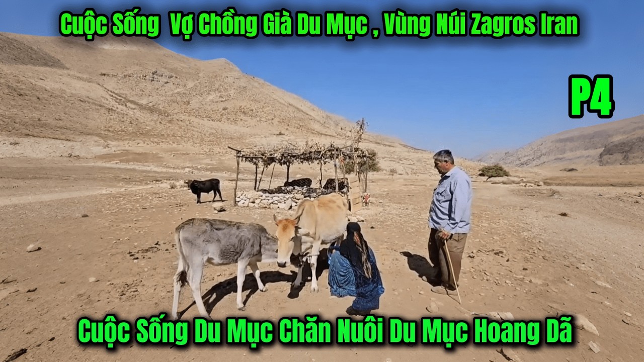 p4 - Hai Vợ Chồng Già Du Mục Vùng Núi Zagros - Chăn Nuôi - Thu Quả - Hái Mật