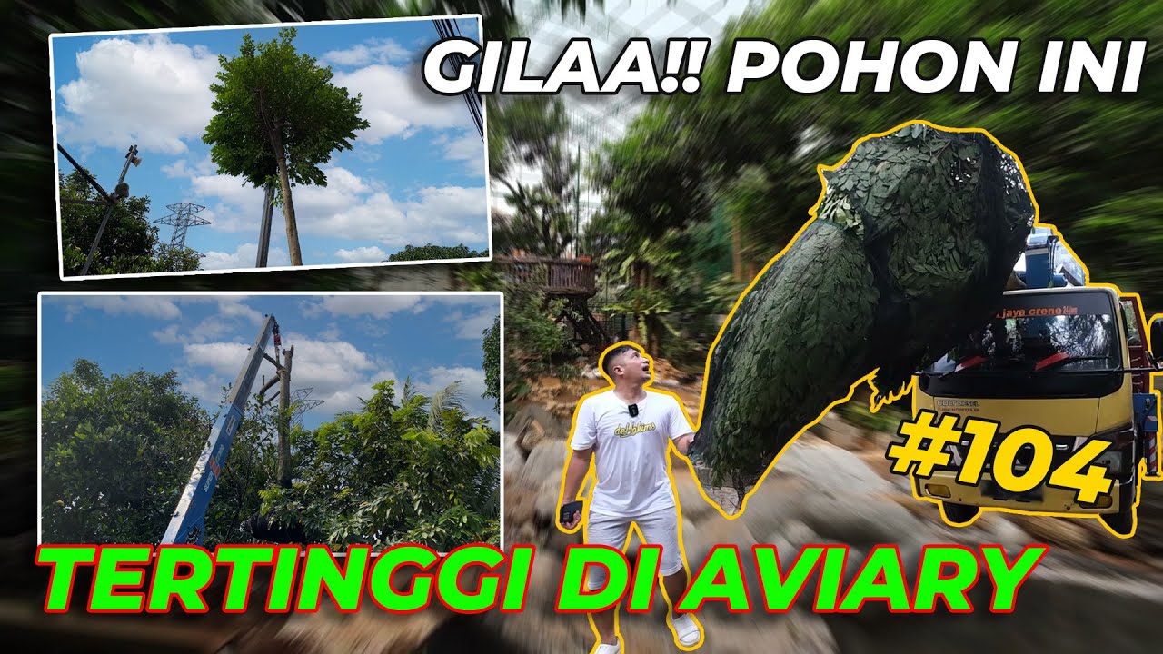 #EPS104 DEHAKIMS AVIARY | MEMINDAHKAN POHON TERTINGGI DARI H. ASARI KE AVIARY