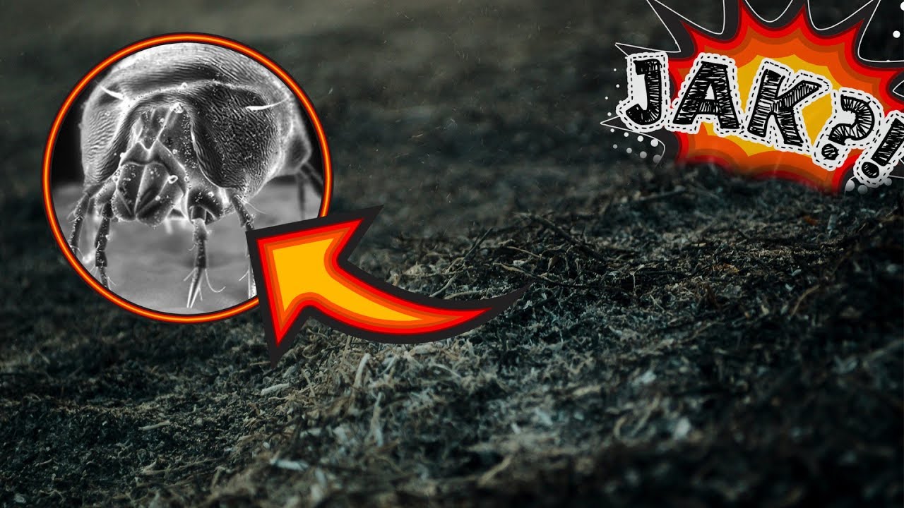 CZYM jest KURZ? 💨