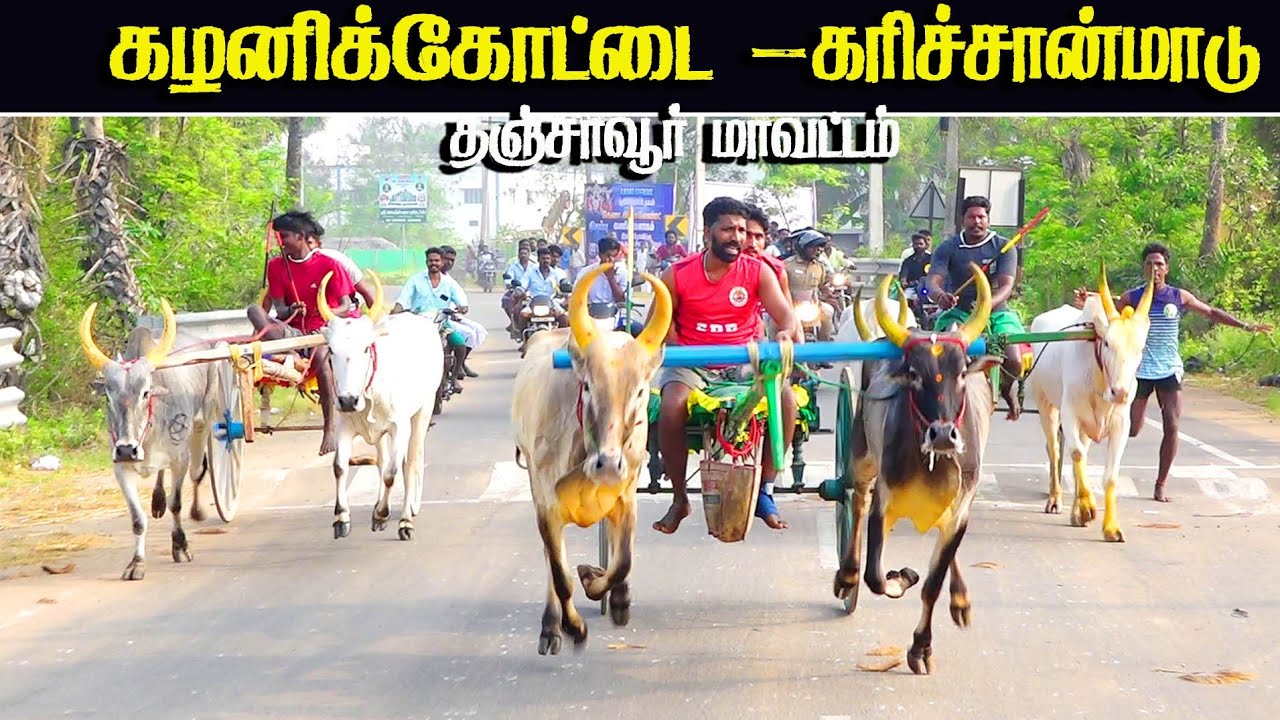 தஞ்சாவூர் மாவட்டம், பேராவூரணி வட்டம் கழனிக்கோட்டை கரிச்சான் மாடு 28/02/2026
