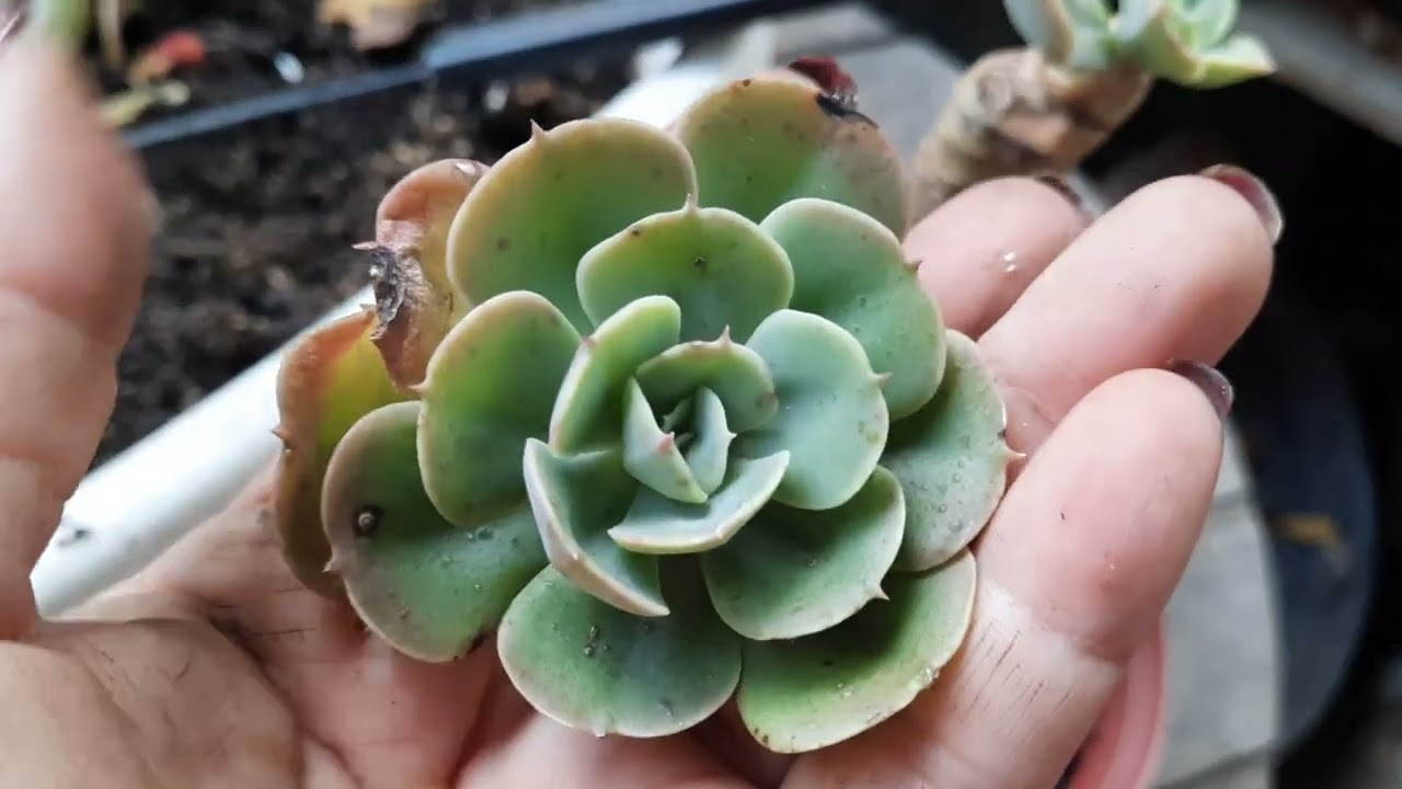 Mi hermosa echeberia inbricata