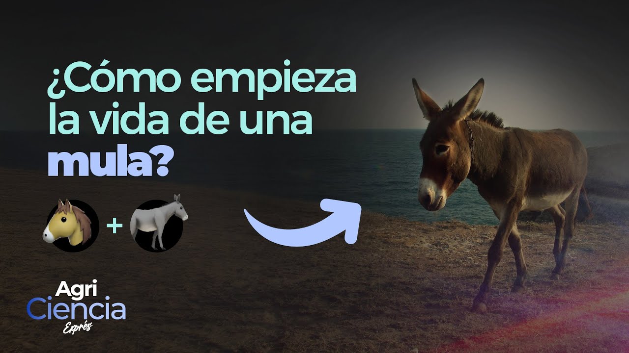 Dos ESPECIES, un EMBRIÓN: Secretos de una MULA | agriCiencia Exprés Ep.4