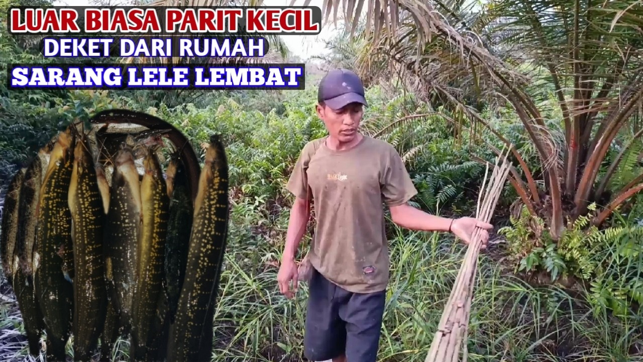 SUNGUH DI LUAR DUGAAN..!! NAJUR DI SPOT PARIT KECIL ISINYA LELE LEMBAT BABON #BA-31