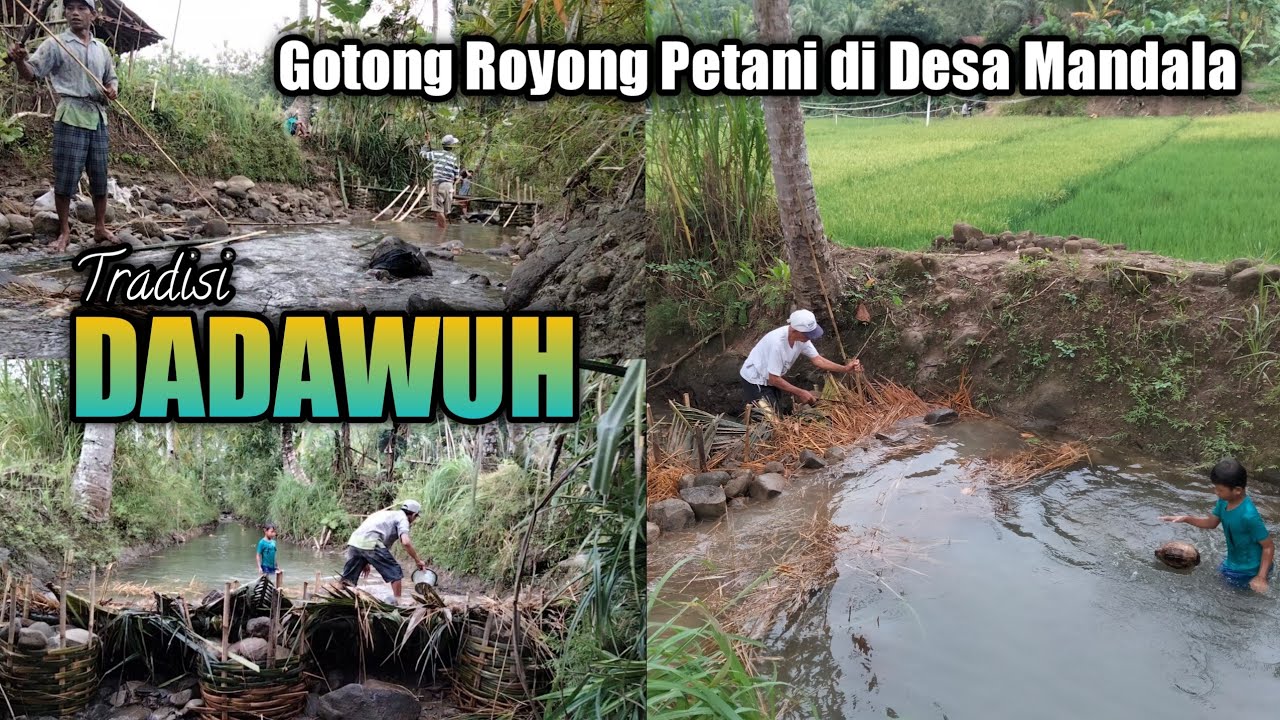 Tradisi Dadawuh | Gotong Royong Petani Membuat Bendungan untuk Mengairi Sawah di Mandala Cimanggu