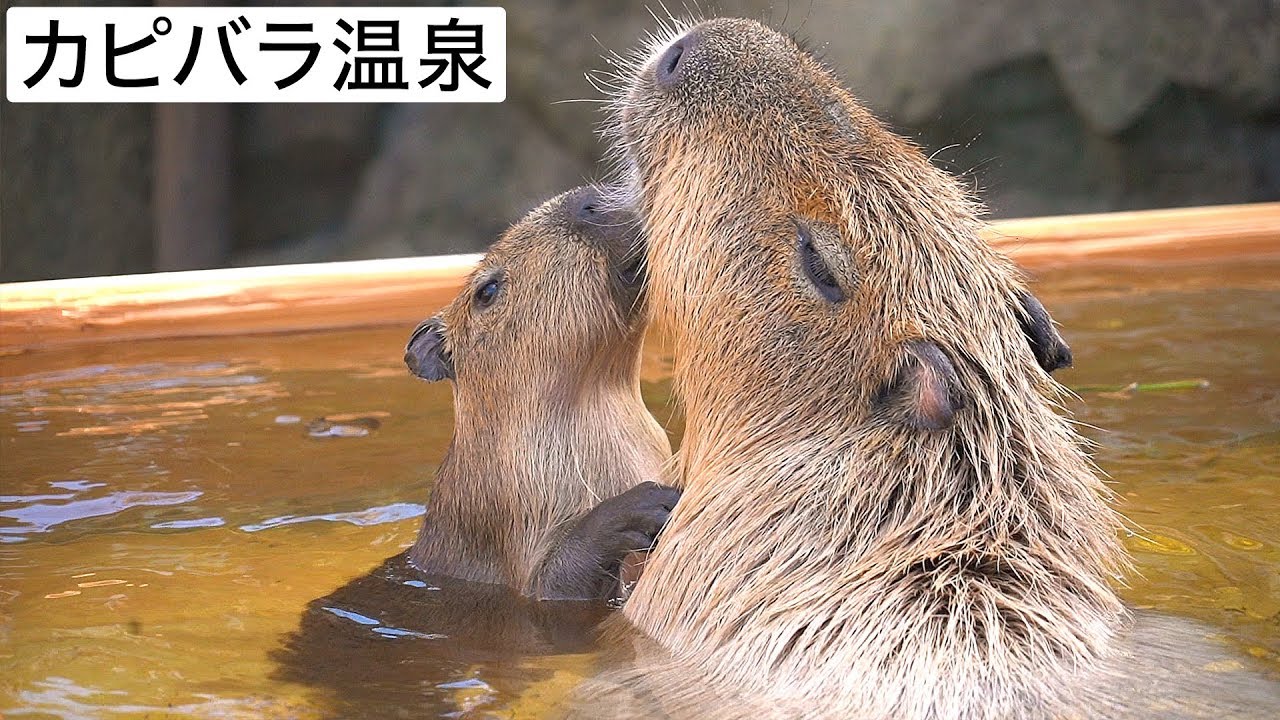 【カピバラ温泉】そうだ温泉、行こう。＠那須どうぶつ王国 Capybara Hot Spring - Let's Go to Hot Spring!