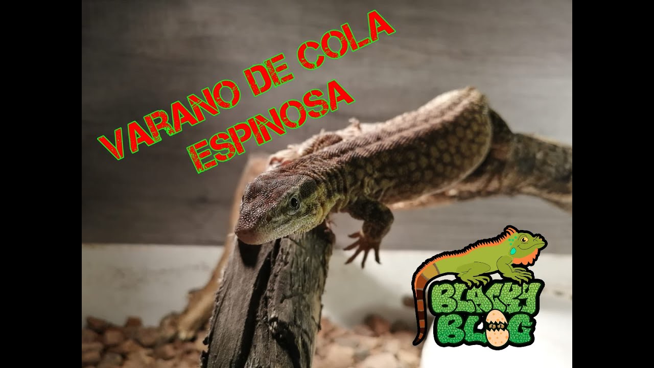 Me compre un Varano Ackie