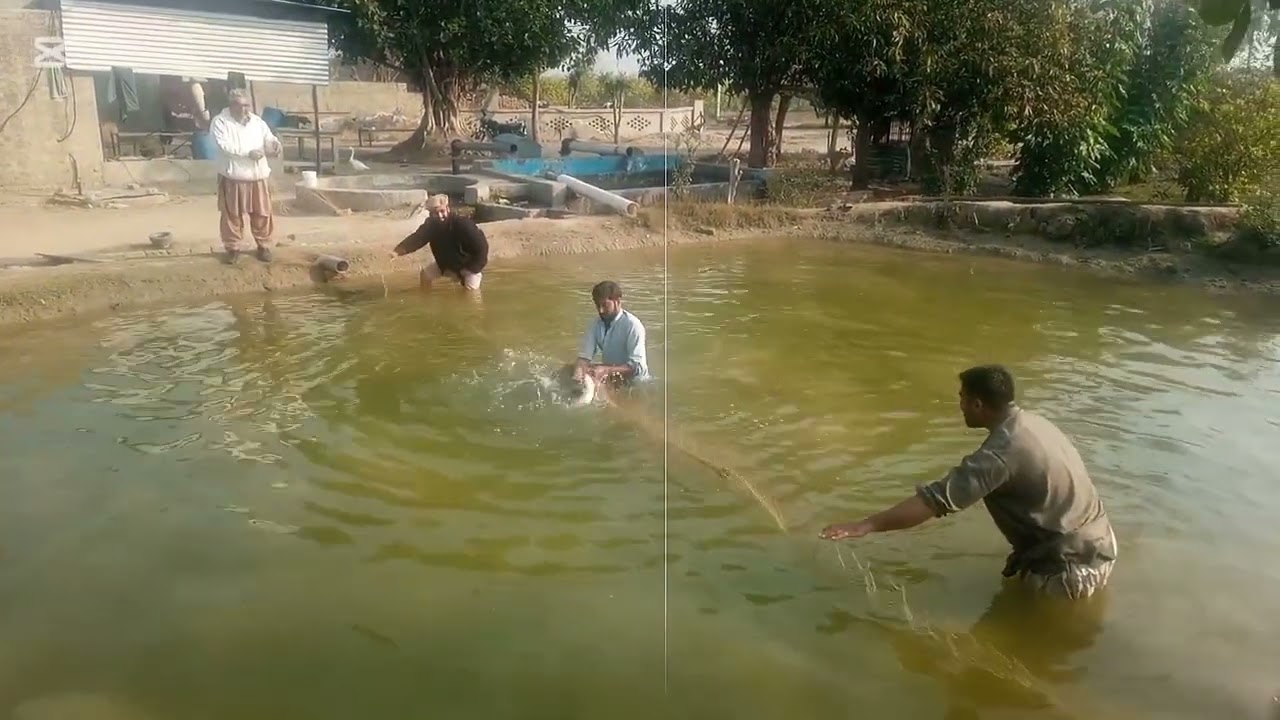 How to start fish farming business in Pakistan