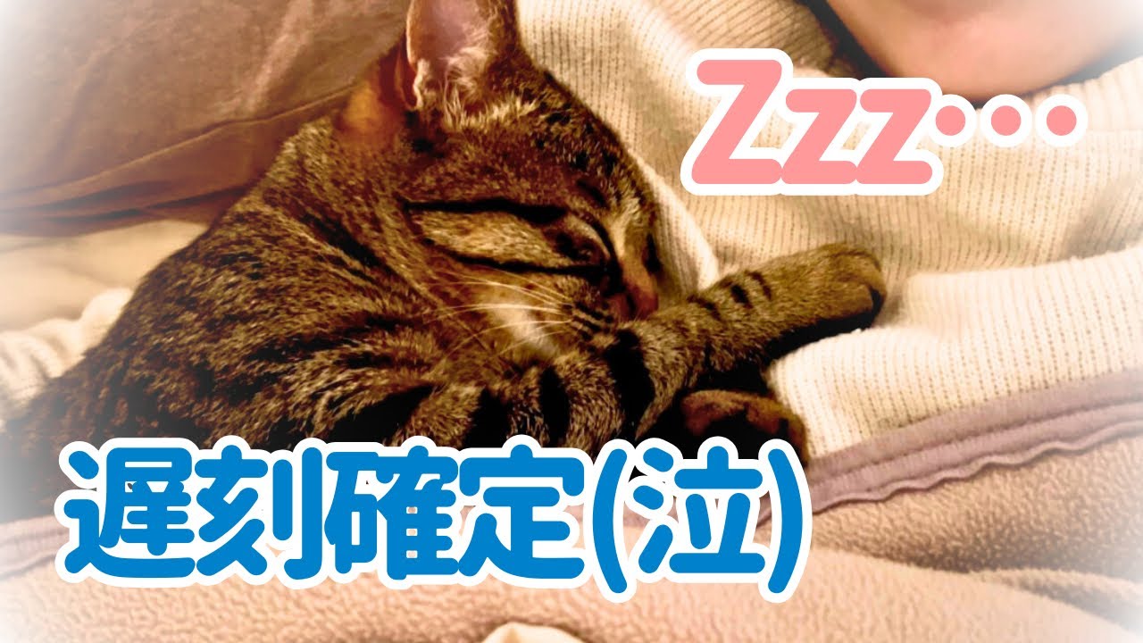 飼い主の腕枕で添い寝する猫が可愛すぎて毎朝起きれません…