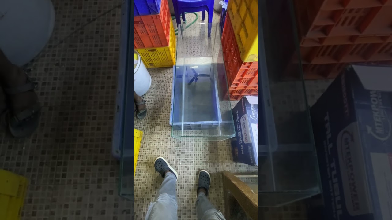 Bought 3 feet aquarium for 800rs toughened glass tank | parrot fish tank #aquarium