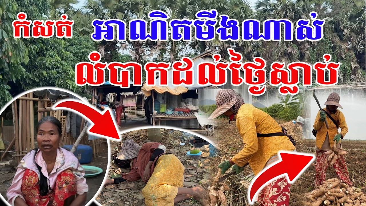 អាណិតអ្នកមីងណាស់ ជីវិតលំបាកដល់ថ្ងៃស្លាប់ តស៊ូប្រឆាំងភាពក្រតែទៅមិនរួចហើយ