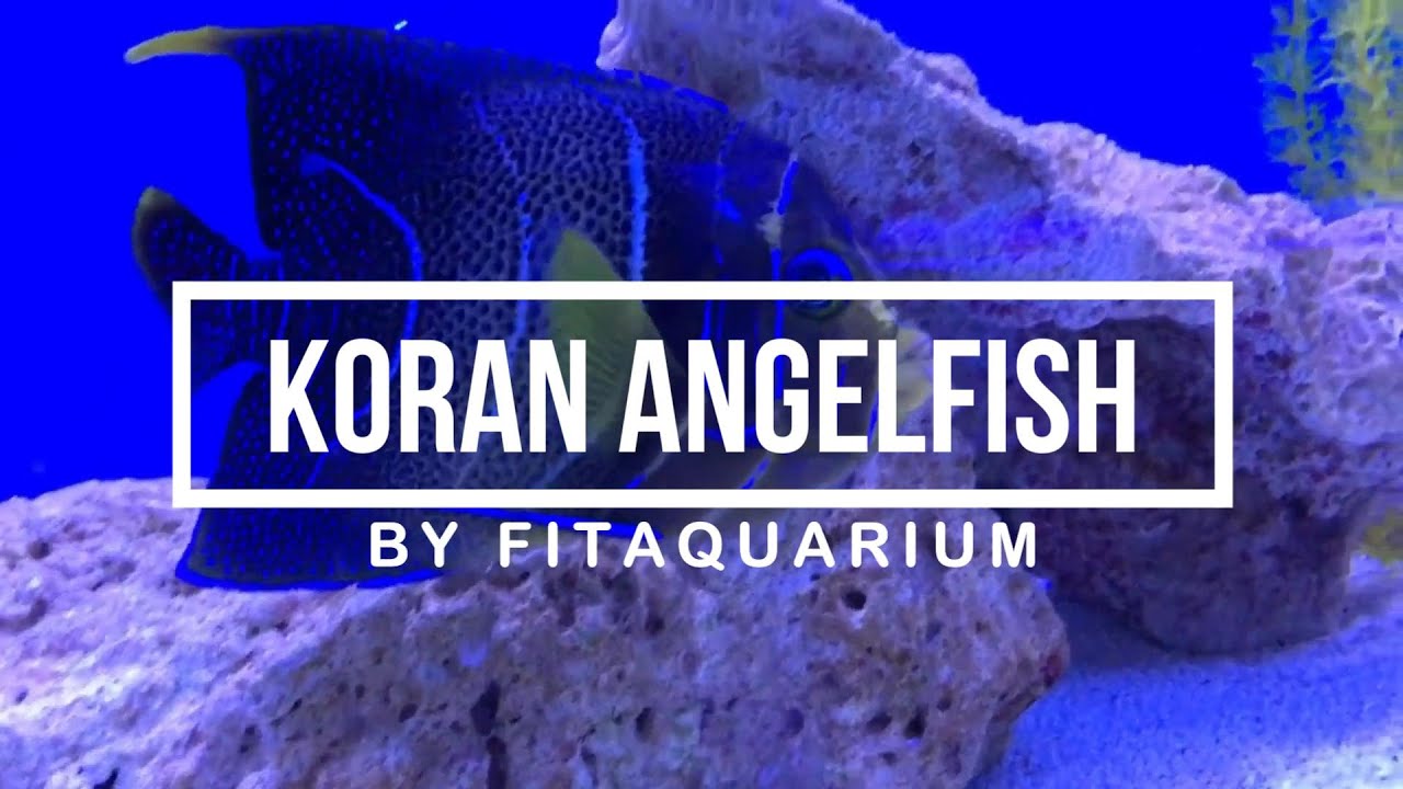 Koran Angelfish | Some Basic Information