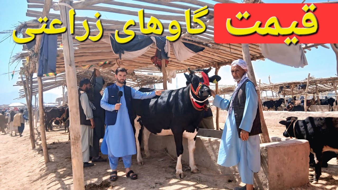 گزارش حیات الله : از گاو های زراعتی هراتی وطن گوساله های فارمی بزهای پاکستانی بره وغیره