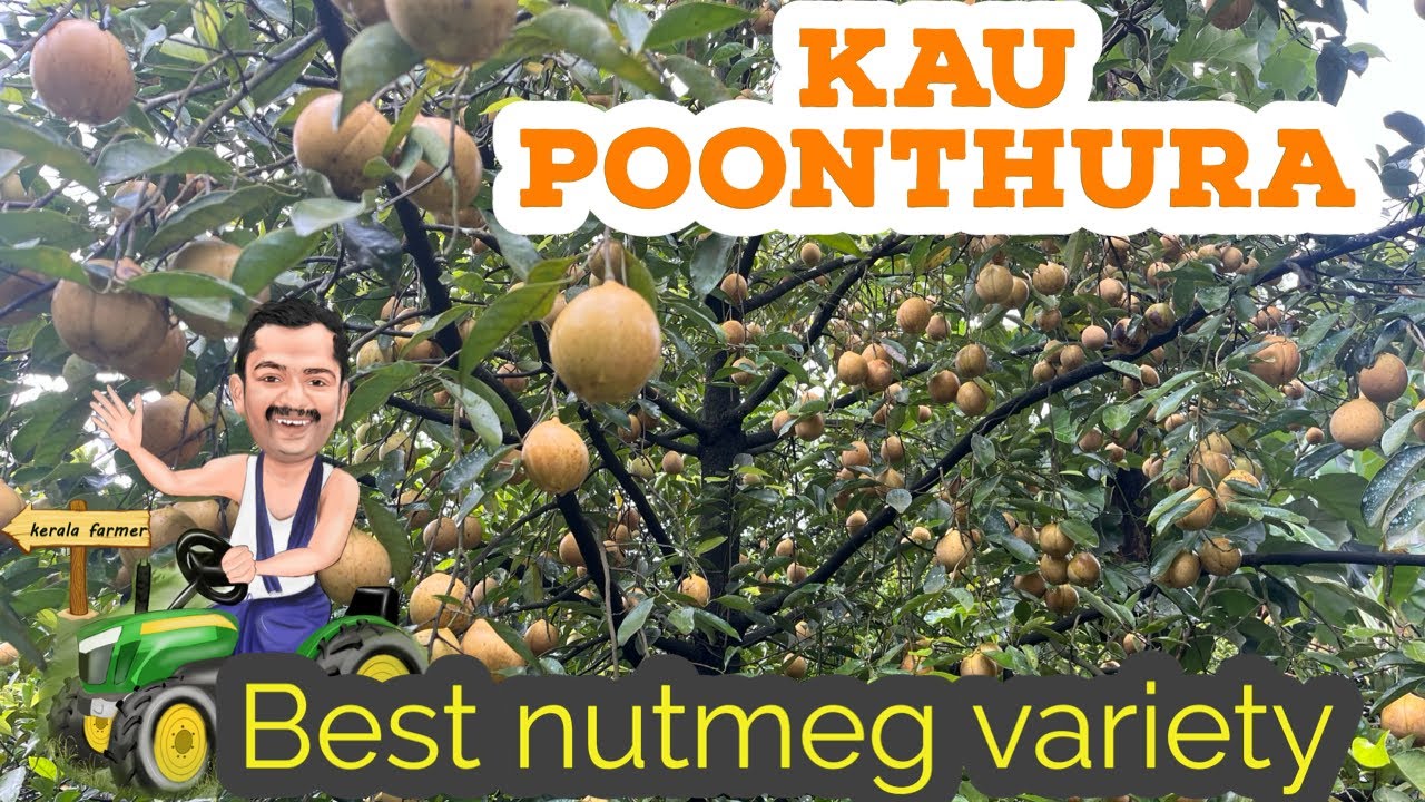 kau poothura nutmeg #best nutmeg variety #nutmeg cultivation #nutmeg in kerala #nutmeag farm #nutmeg