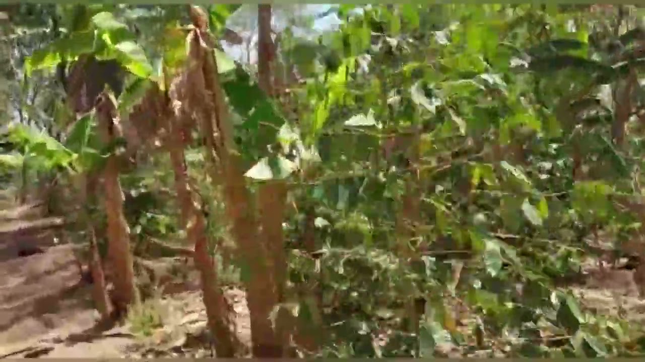 Se vende finca de 5 manzanas en Masatepe
