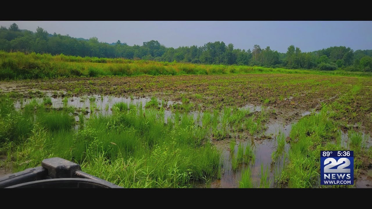 How crops are coping with all of the recent rain